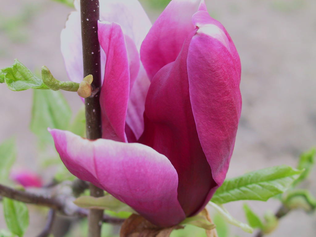 Magnolia liliiflora Nigra 08.jpg